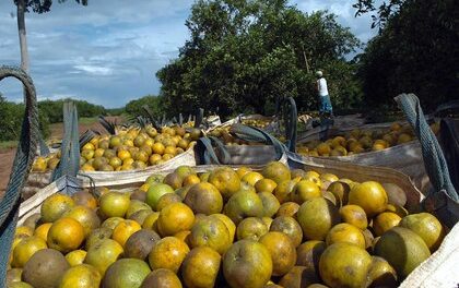 Las naranjas de la ira: relato de un campesino costarricense