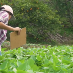 “Mujeres luchadoras” promueven jardines comestibles