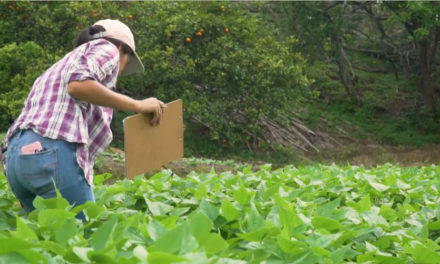 “Mujeres luchadoras” promueven jardines comestibles