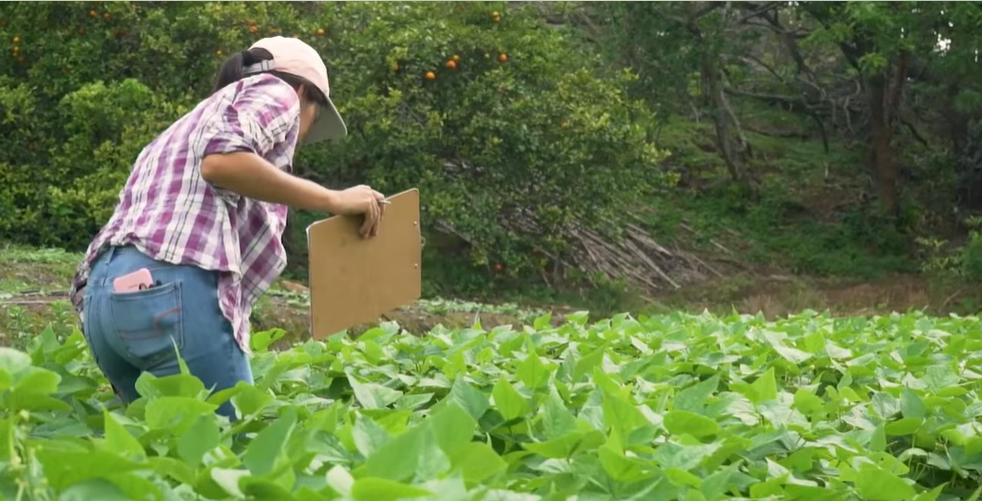 “Mujeres luchadoras” promueven jardines comestibles