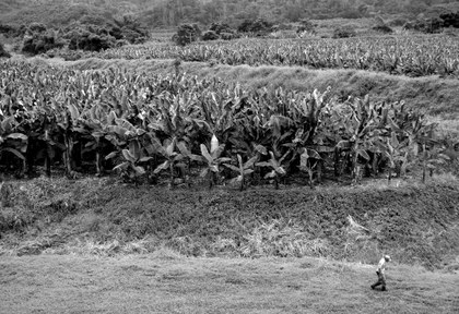 (Fotoensayo) Entre Bananeras