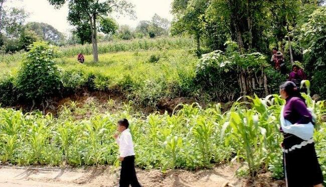 Ecofeminismos y agroecología en diálogo para la defensa de la vida