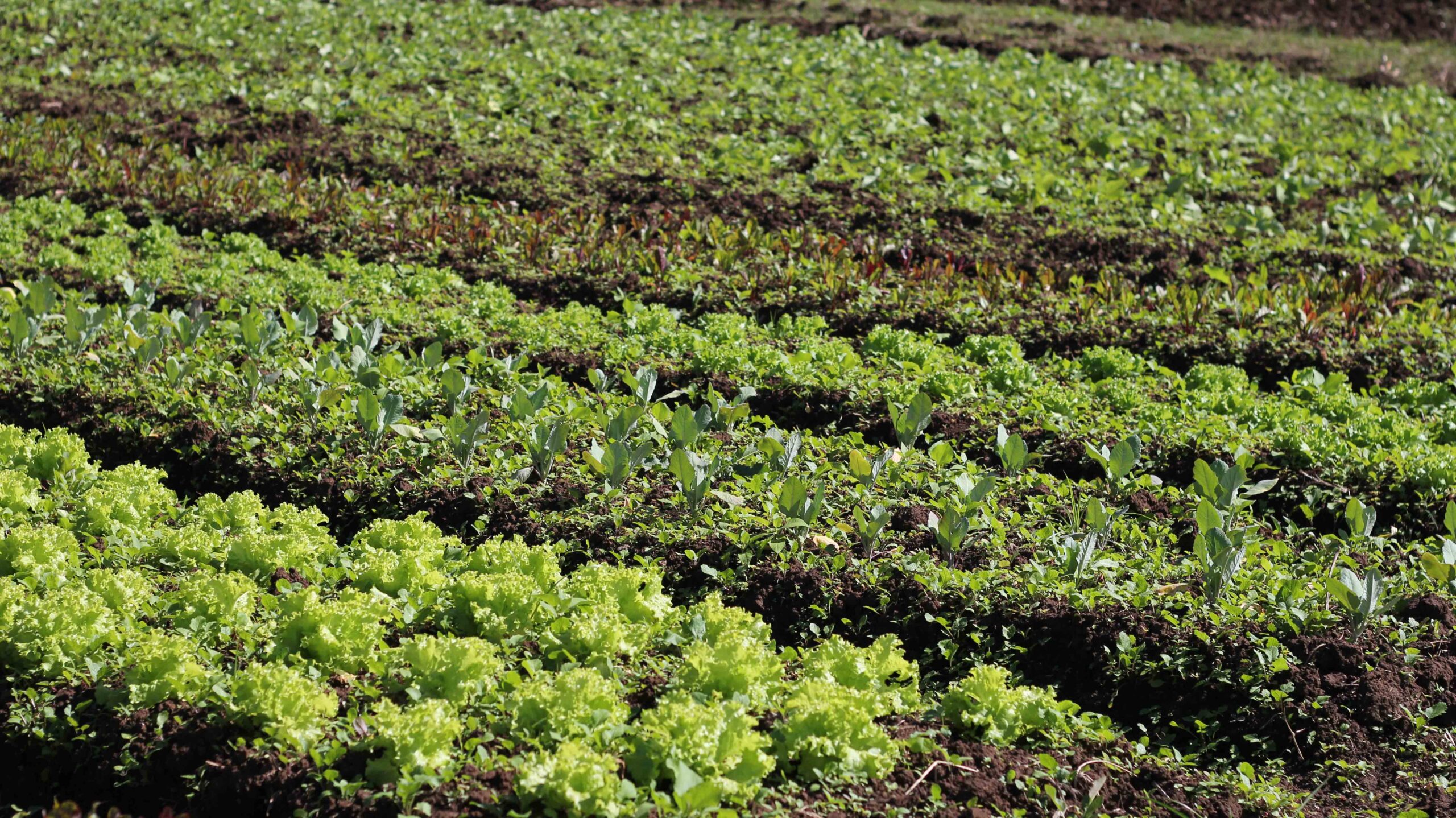 Nace La Agroecóloga: revista campesina