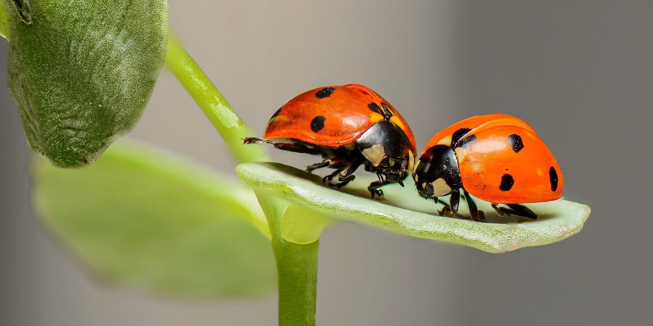 Nuestros Aliados en las Fincas: Las mariquitas depredadoras (Coleoptera: Coccinellidae)