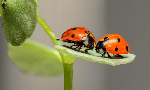 Nuestros Aliados en las Fincas: Las mariquitas depredadoras (Coleoptera: Coccinellidae)