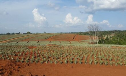 Agricultura y Libre Comercio en la era del mega-regionalismo