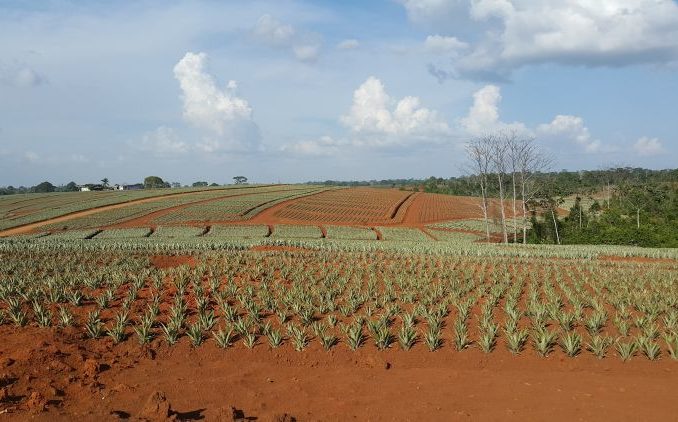 La “necesidad” de “alimentos” de la humanidad para 2050