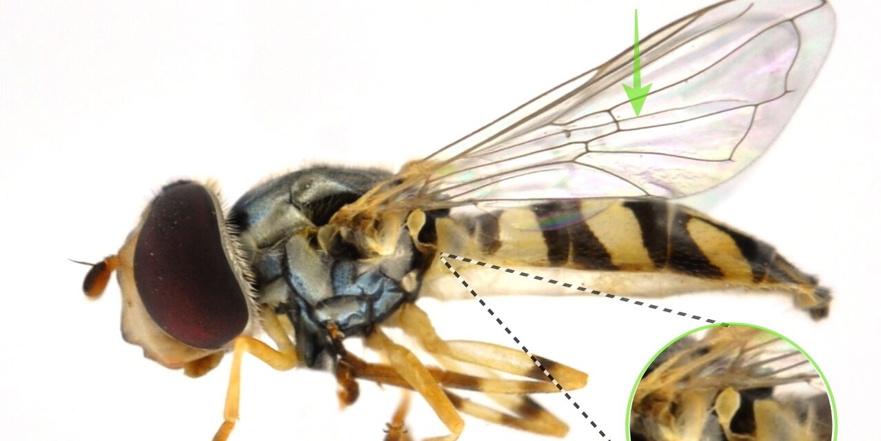 Nuestros aliados en las fincas: Los sírfidos depredadores (Diptera: Syrphidae)