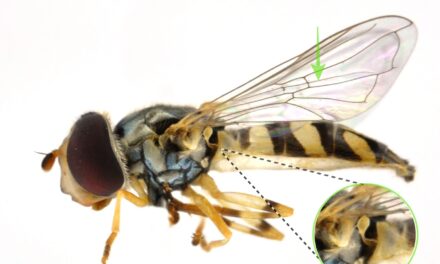 Nuestros aliados en las fincas: Los sírfidos depredadores (Diptera: Syrphidae)