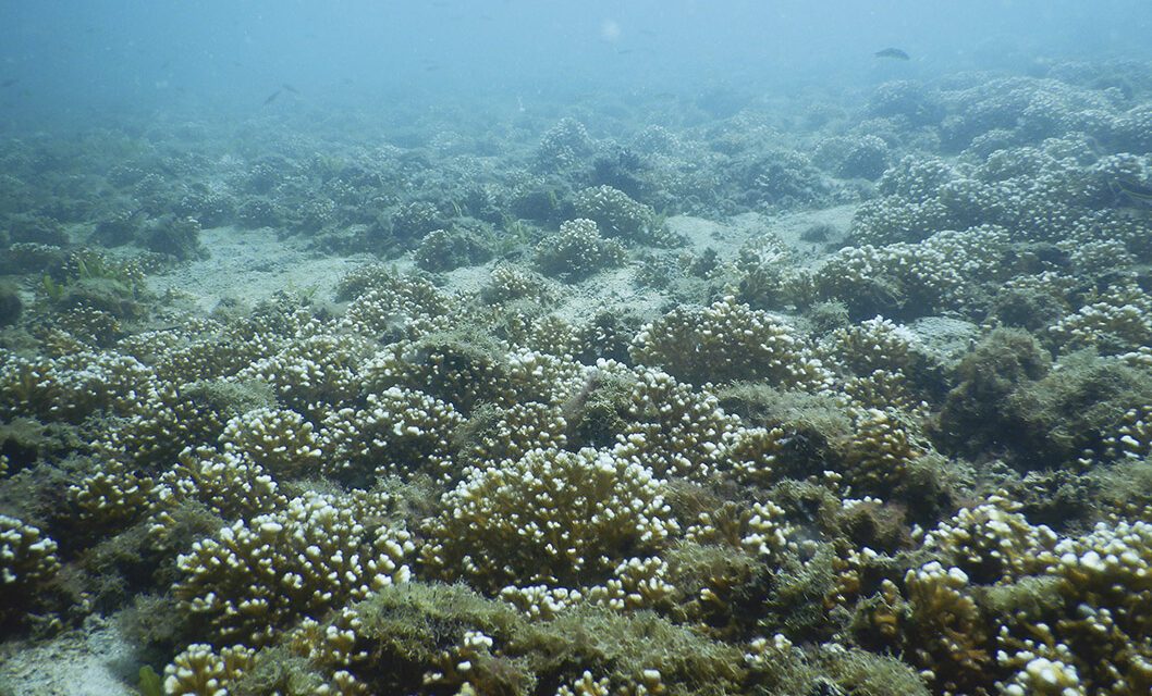 INCOPESCA insiste en aumentar lista de explotación comercial de especies marinas