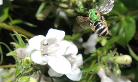 Nuestros Aliados en la Finca: Los insectos polinizadores