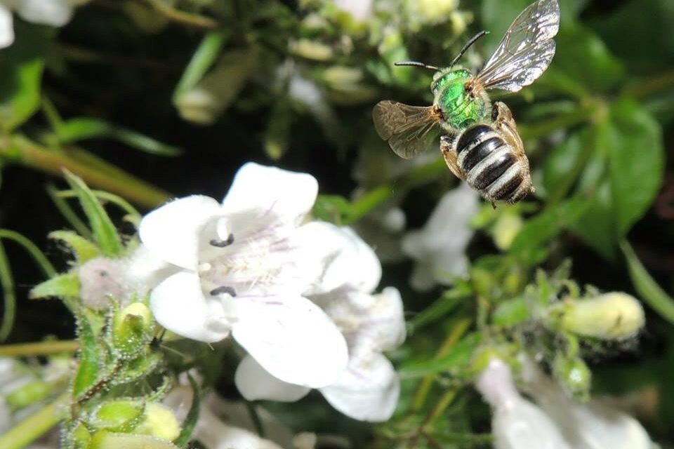 Nuestros Aliados en la Finca: Los insectos polinizadores