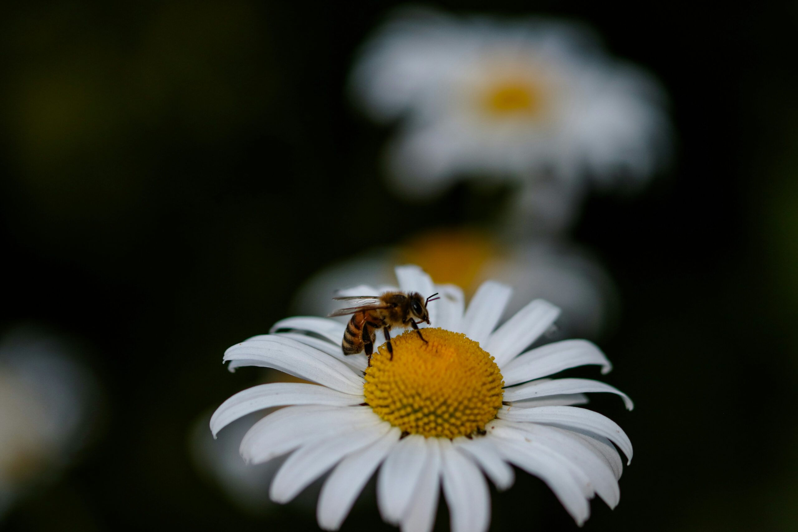 Por las abejas en su día exigimos prohibir agrovenenos que las matan