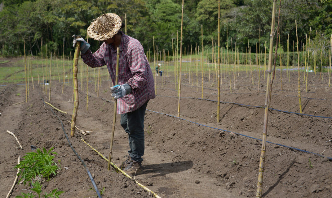 Los privilegios fiscales de industrias contaminantes: los importadores de agroquímicos